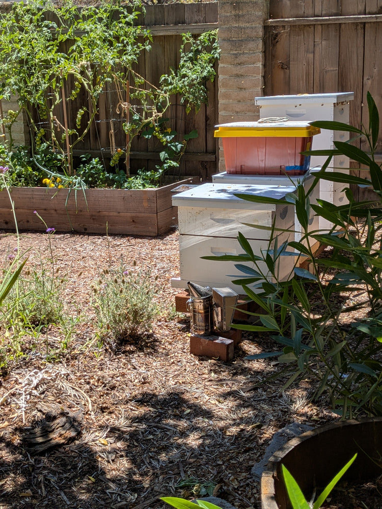 Honey of Palo Alto