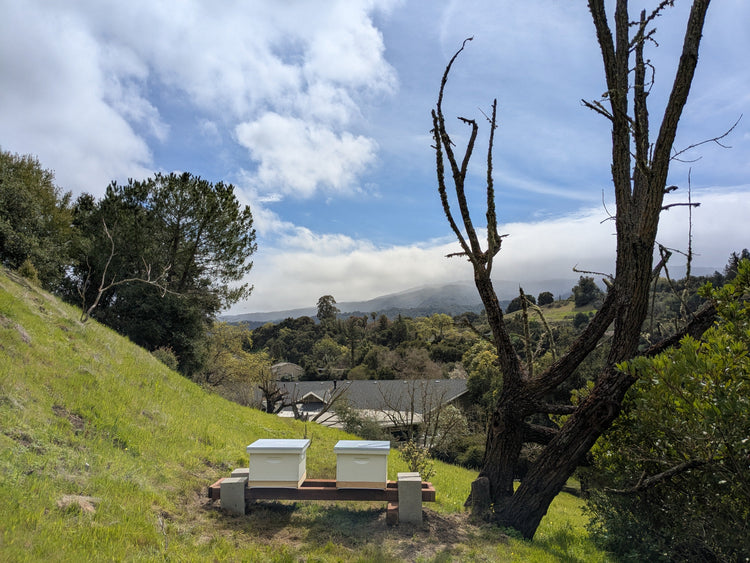 Honey of Los Altos Hills